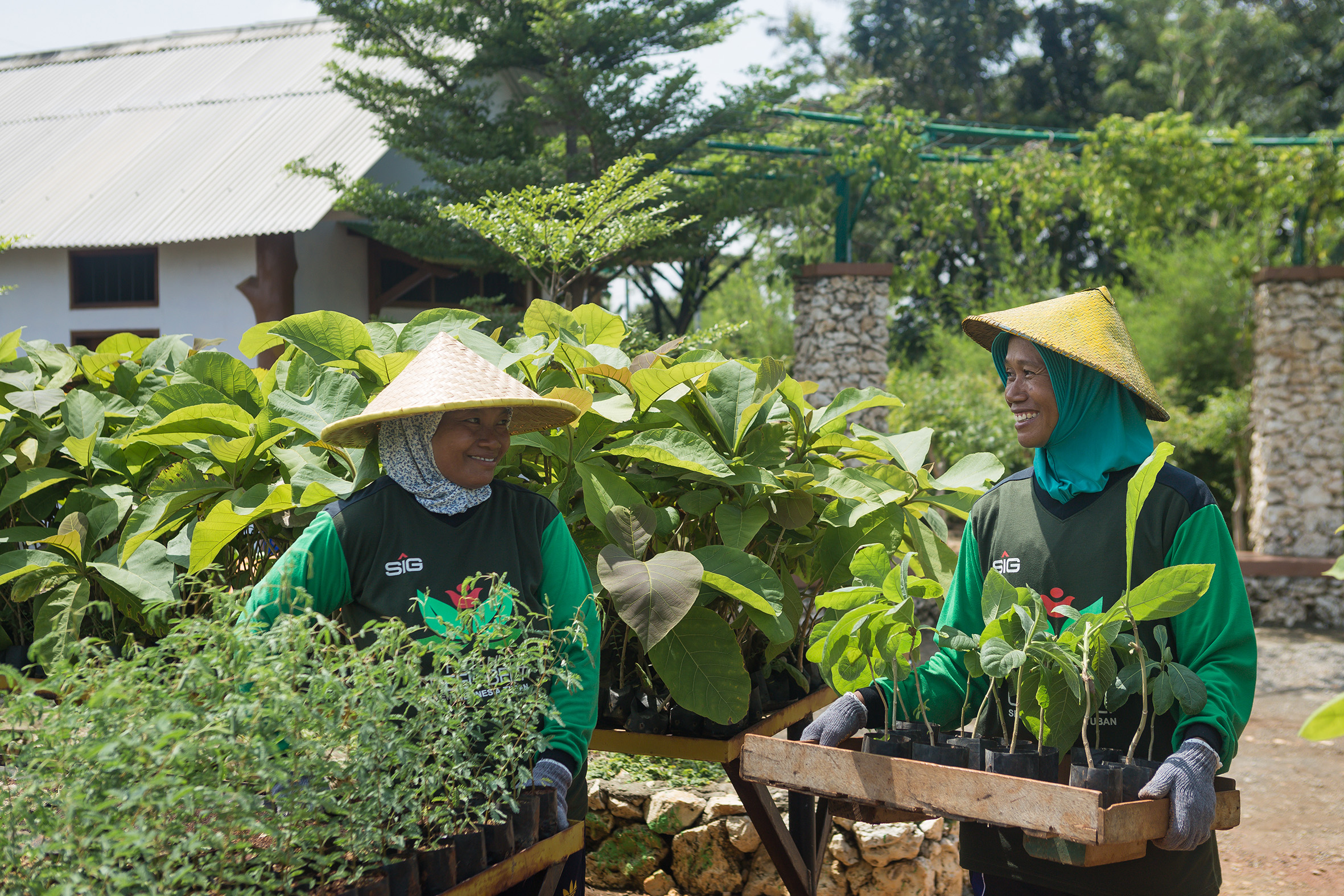 Tingkatkan Pemakaian Bahan Bakar Alternatif Ramah Lingkungan, SIG Tanam Pohon Kaliandra Merah di Sumatra Barat dan Tuban, Jawa Timur